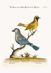 De Sayacu en de Guira Guacuberaba van Marcgrave, 1749-73